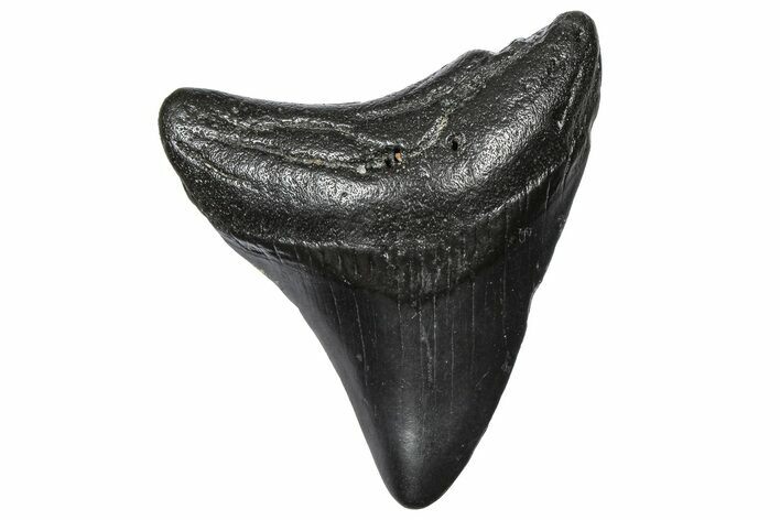 Juvenile Megalodon Tooth - South Carolina #360934